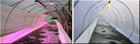 Greenhouse photobioreactors